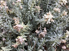 Teucrium capitatum capitatum