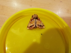 Papaipema leucostigma