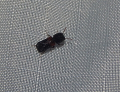 Xylobiops basilaris