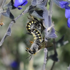 Anthidium maculosum