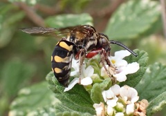 Brachymelecta haitensis
