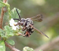 Brachymelecta haitensis