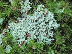 Cladonia caespiticia