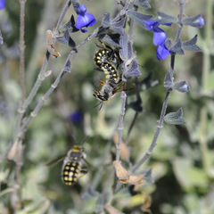 Anthidium maculosum
