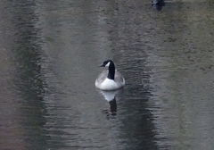 Branta canadensis