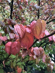 Cornus
