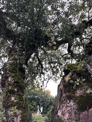 Malus