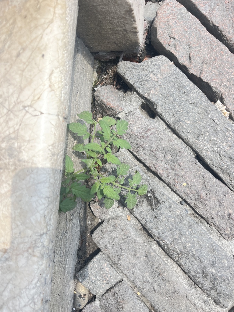 Solanum lycopersicum