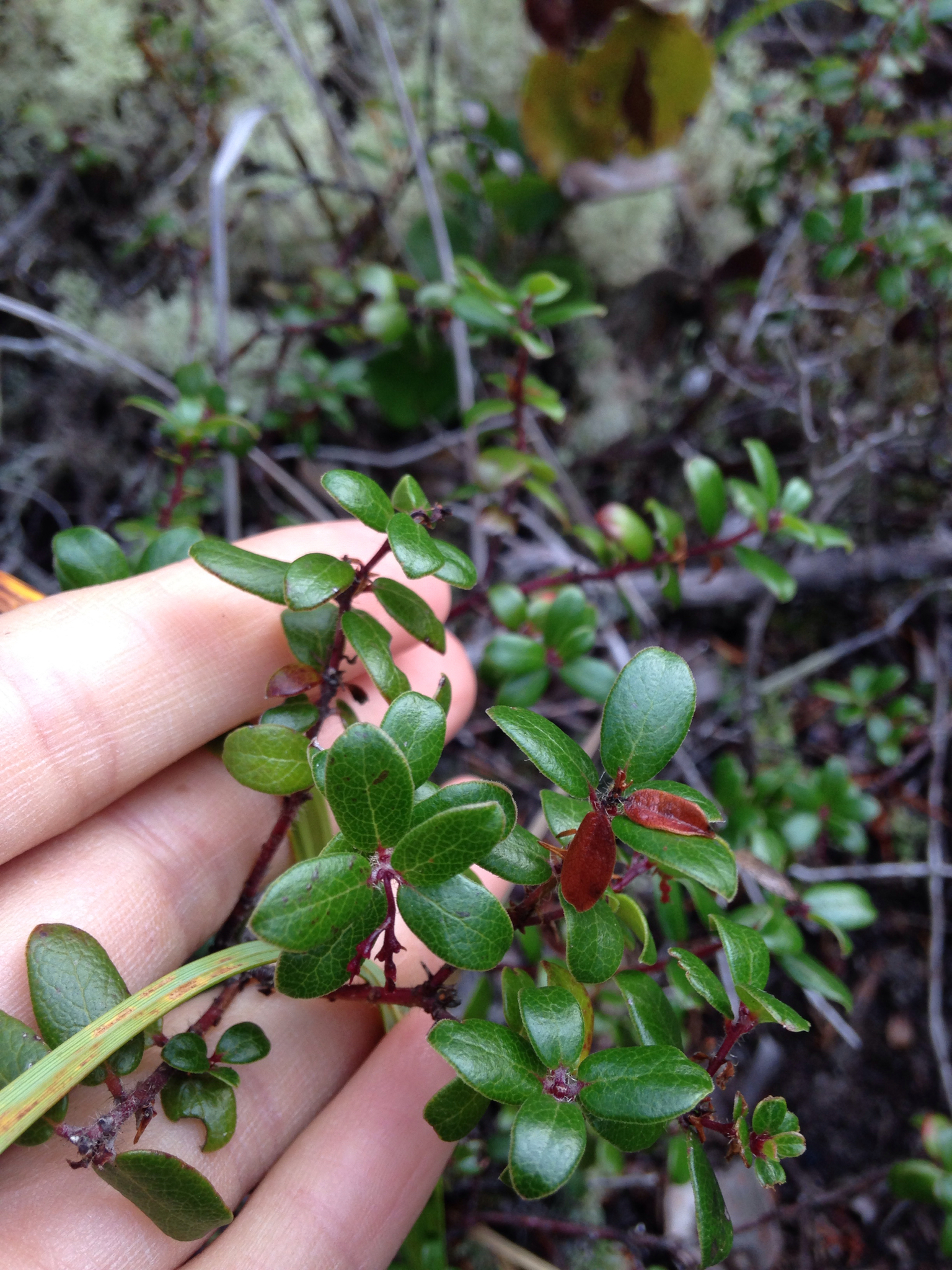 Arctostaphylos nummularia ssp. mendocinoensis