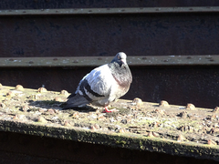 Columba livia domestica