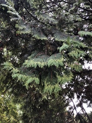Thuja plicata