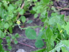 Sisymbrium officinale