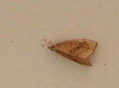 Portentomorphini