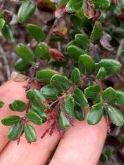 Arctostaphylos nummularia