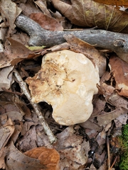 Hydnum subolympicum