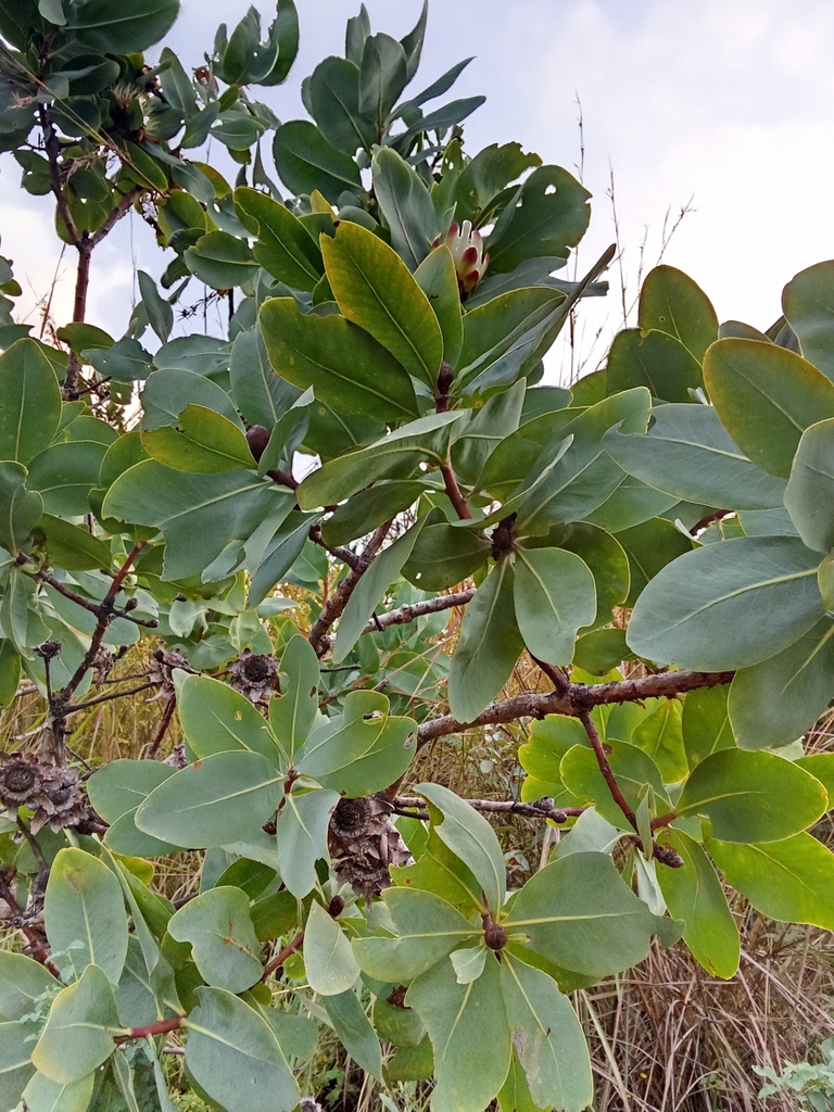 Plantae