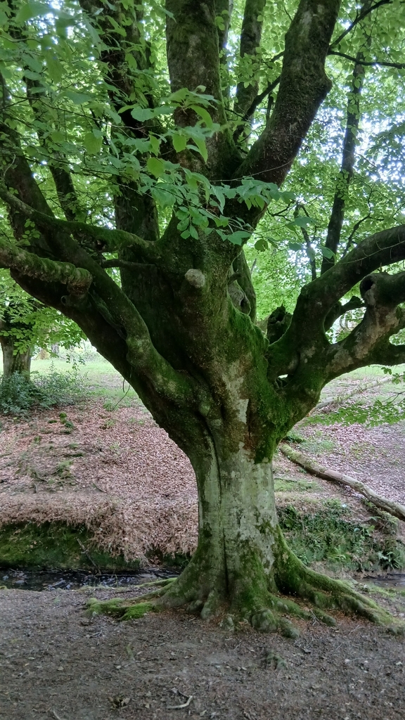 Fagus