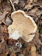 Hydnum subolympicum