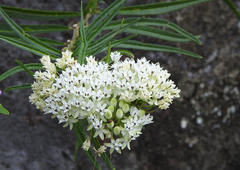 Asclepias angustifolia