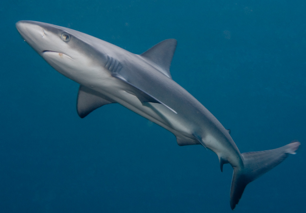 Galapagos Shark (Lord Howe Island) · iNaturalist