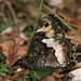Woodland Grayling - Photo (c) jkt, some rights reserved (CC BY-NC), uploaded by jkt