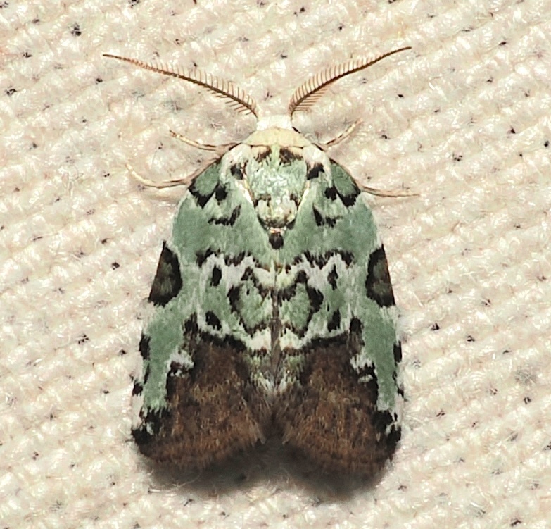 Afrida melicerta