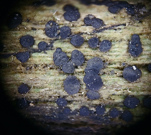 Patellaria atrata observed 2025-07-06
