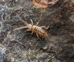 Entomobrya intermedia