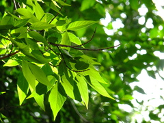 Acer negundo