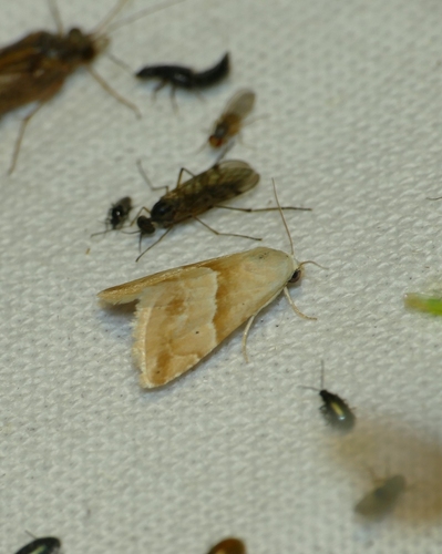 Eublemma parva