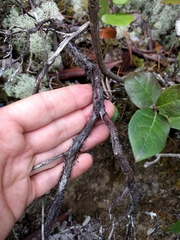 Arctostaphylos nummularia