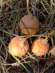 Ginkgo biloba