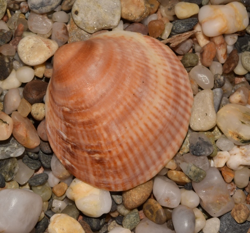 Violet Bittersweet Clam