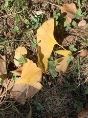 Ginkgo biloba