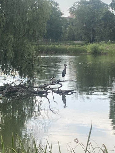 Great Blue Heron