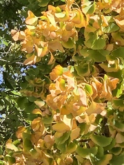 Ginkgo biloba
