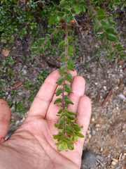 Arctostaphylos nummularia
