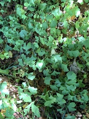 Ginkgo biloba