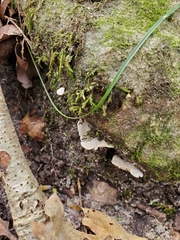 Entoloma byssisedum