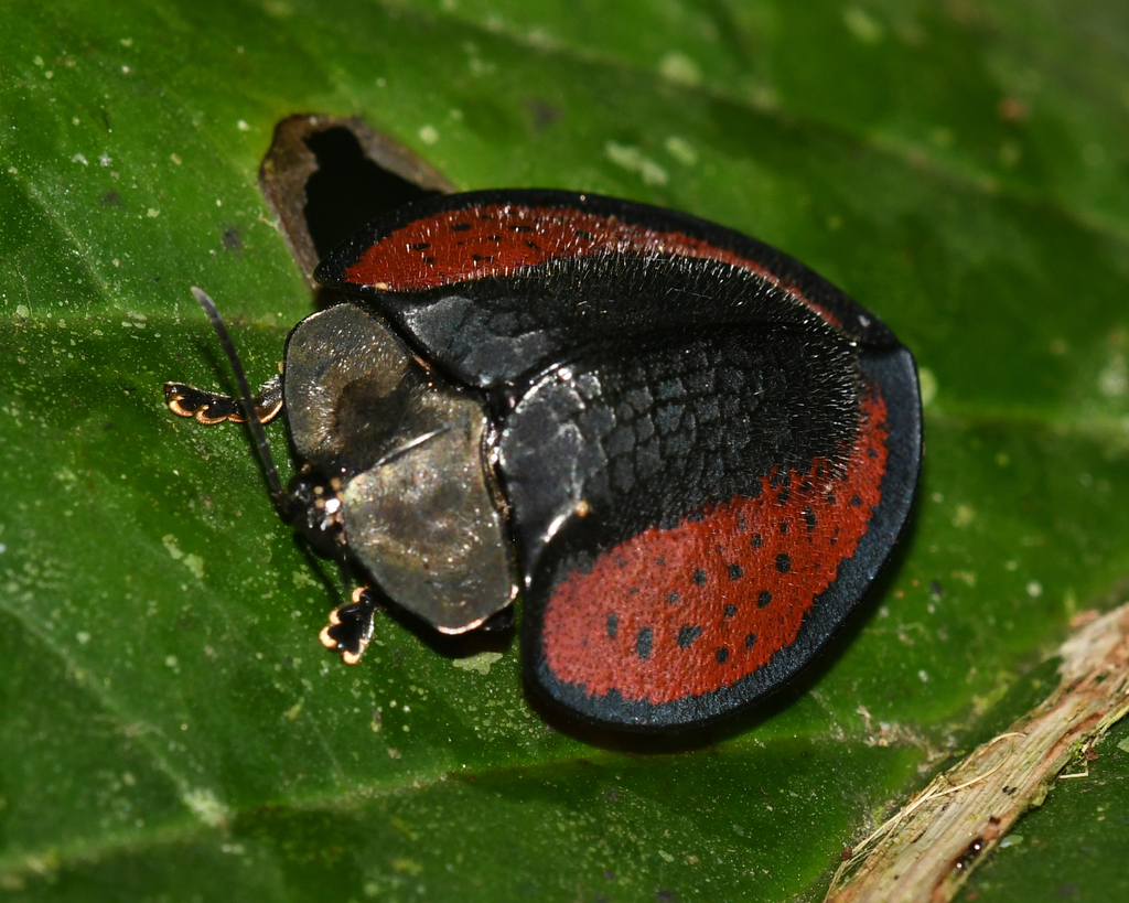 Stolas eugenea
