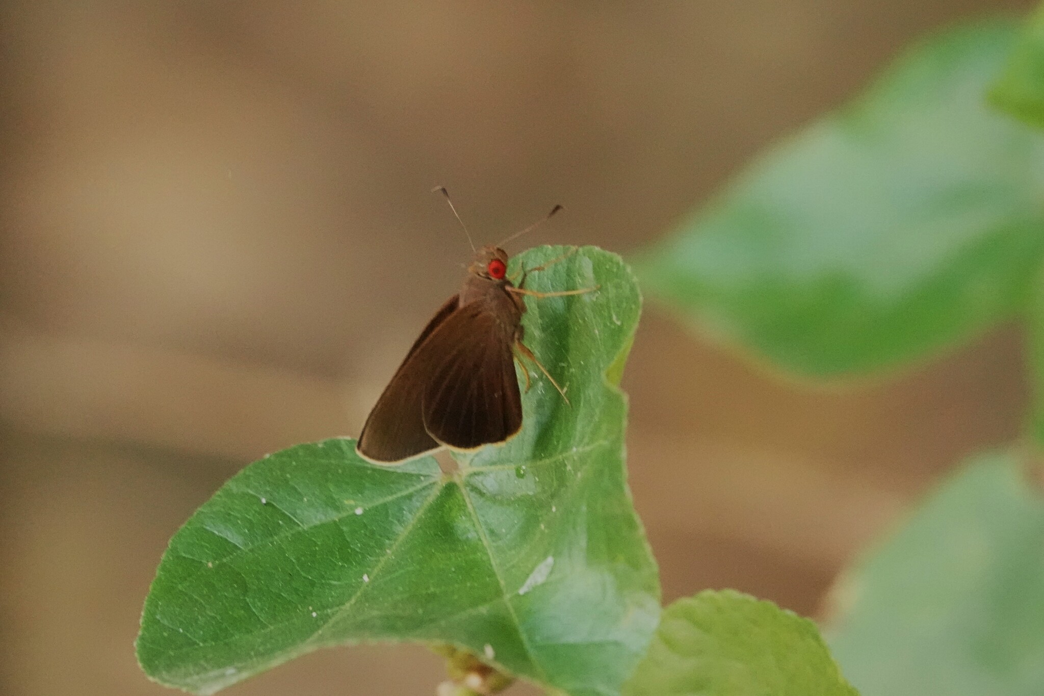 Common Branded Redeye