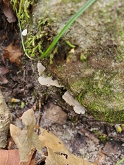 Entoloma byssisedum