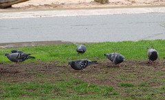 Columba livia domestica