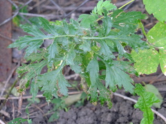 Artemisia vulgaris