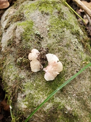 Entoloma byssisedum