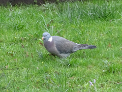 Columba palumbus