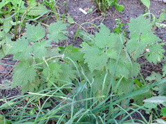 Leonurus quinquelobatus