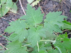 Leonurus quinquelobatus