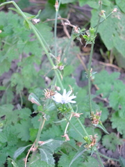 Cichorium intybus