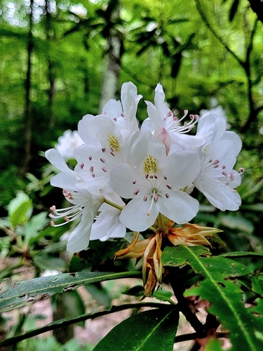 Rhododendron maximum